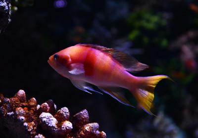 慈鲷鱼彩色游泳鱼缸水下水族馆