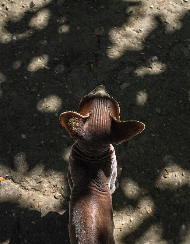 Bald cat Sphinx plays in the yard. Wrinkly, bald c