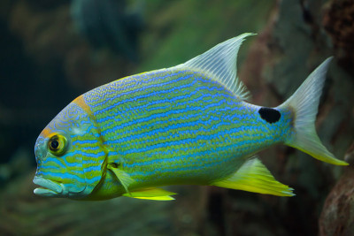 小鳍鲷(Symphorichthys spilurus)