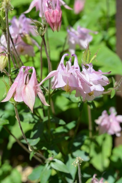 浪漫的，娇嫩的粉红色aquilegia花生长在房子的客厅里。奇异的开花植物，奶奶的帽子，耧斗菜的叶子