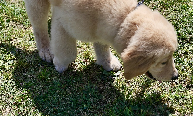 金毛猎犬的头发