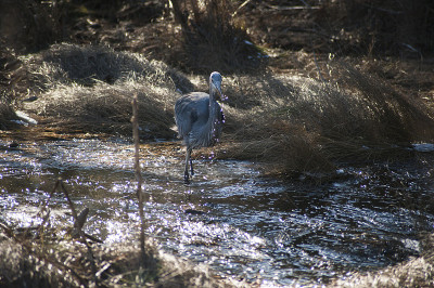 Chincoteague
