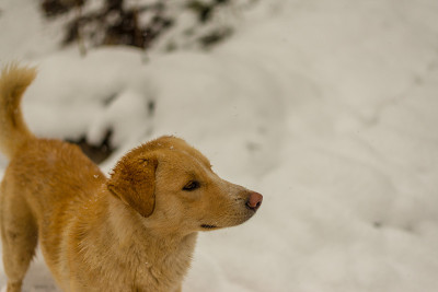 印度狗在大自然的雪地上奔跑和玩耍