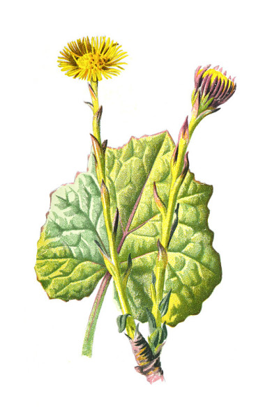 款冬属或菊科。古董手绘田野花卉插图。古董花。野花插图。19世纪。
