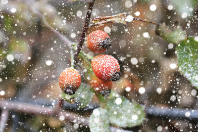 雪花落蔷薇果在雪天冬圣诞新年