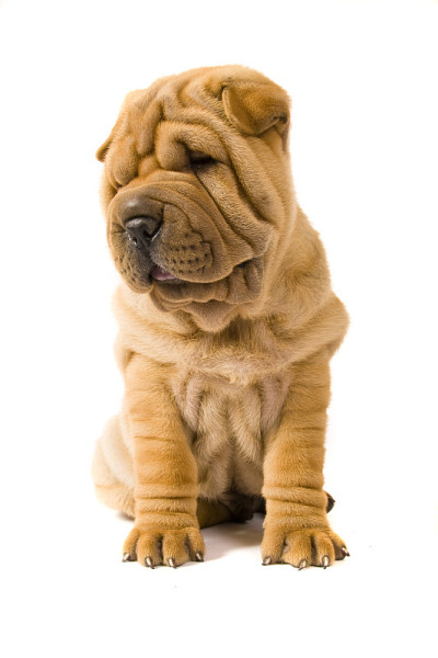 Sharpei狗