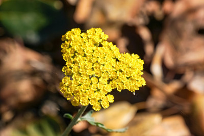 加利福尼亚，蕨叶蓍花(Achillea filipendulina)的微距照片
