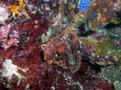 一种有穗蝎子鱼(Scorpaenopsis oxycephala)