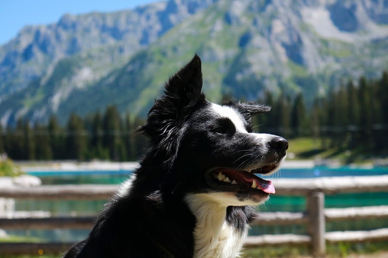 特伦蒂诺蒙塔格利湖的博德牧羊犬