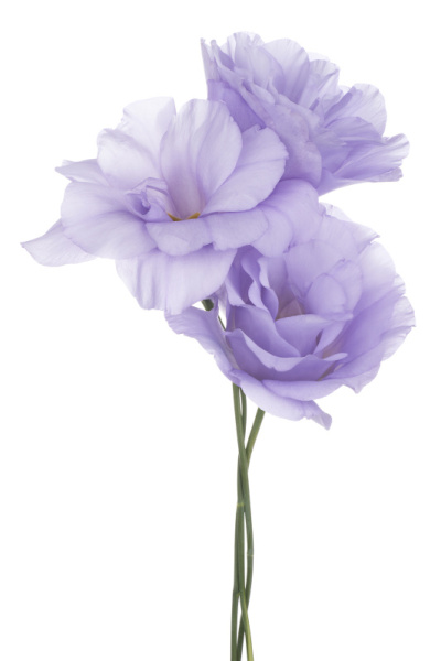 eustoma