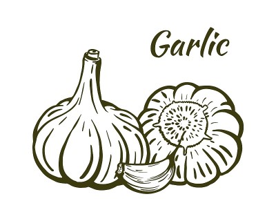 大蒜静物素描手绘矢量
