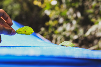 Green leaf mimic katydid at the Amazon rainforest 