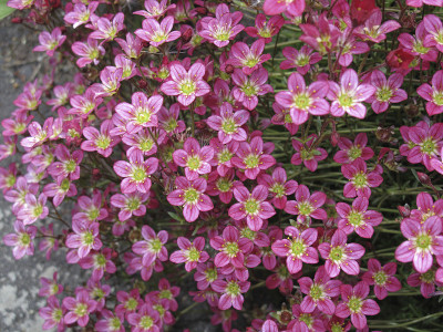 虎耳草