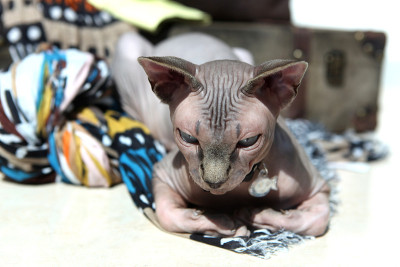 Sphynx