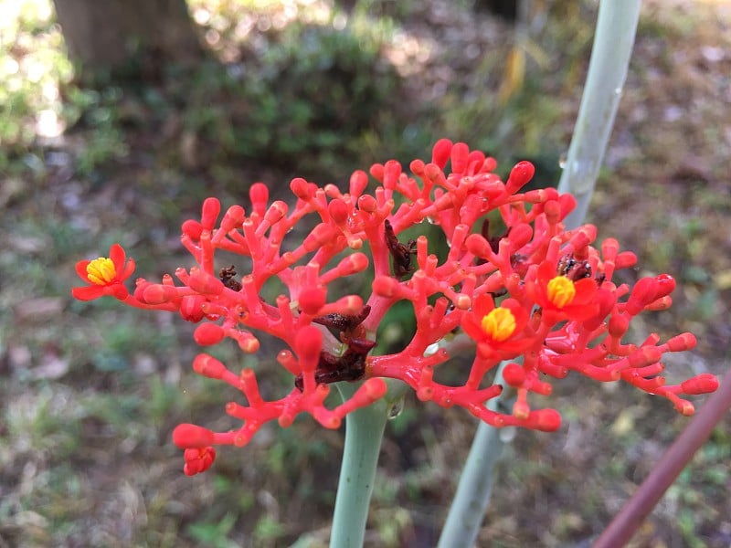 花园里有红色的花