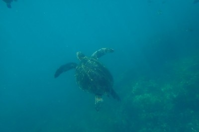 海龟