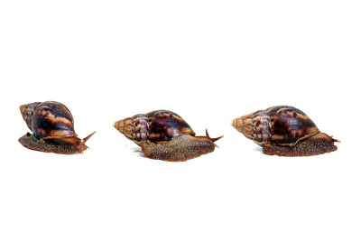 蜗牛和蜗牛卵，Snailzilla:巨型非洲蜗牛，巨型蜗牛，非洲种学名:Achatina fulic