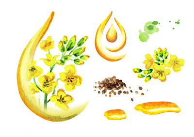 菜籽油。水彩插图，孤立的白色背景