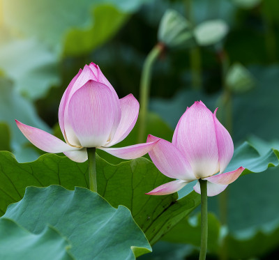 盛开的莲花