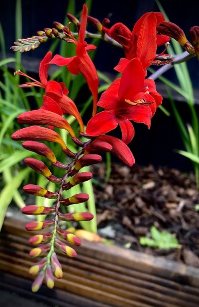 红色Crocosmia