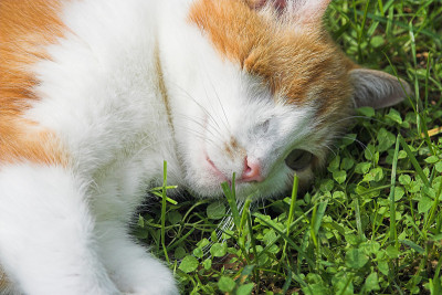 一只眼睛的猫