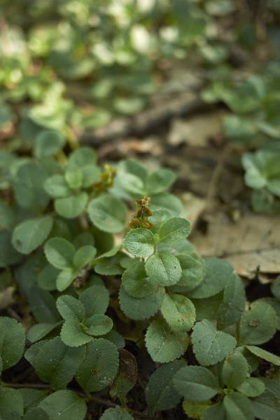 Veronica officinalis