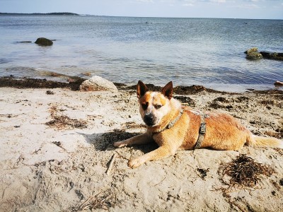 海滩上的澳大利亚牧牛犬