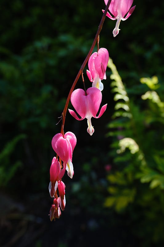 特写的Lamprocapnos spectabilis，流血的心，输卵管花蕾或亚洲流血的心