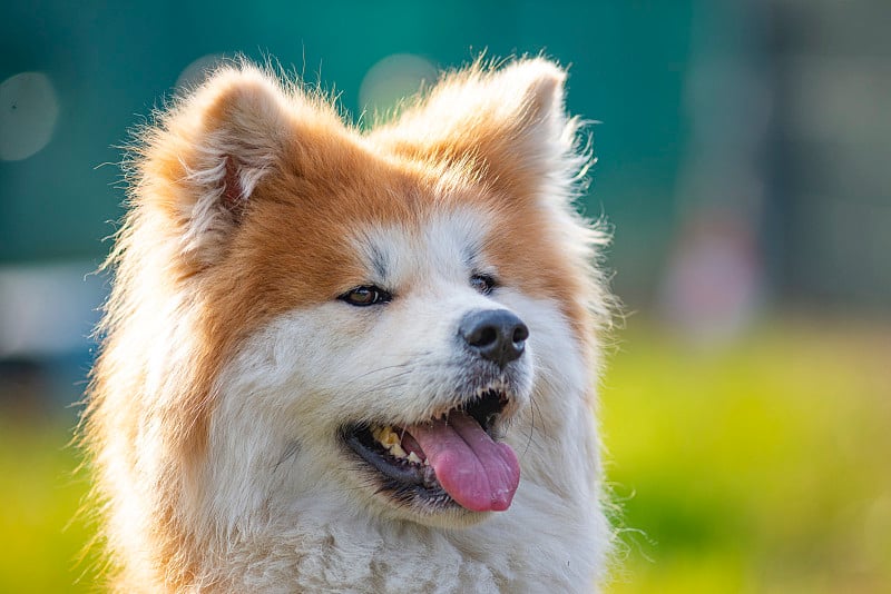 户外红色秋田犬的肖像