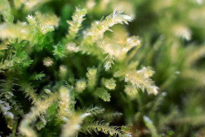 在森林的地面上，在深绿色的背景上有露珠的苔藓