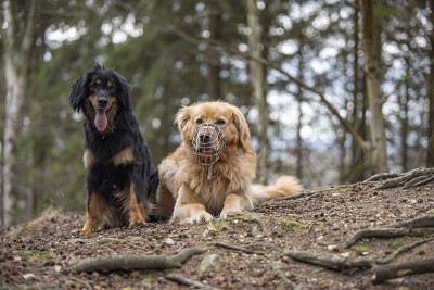 来自德国的hovawart护卫犬