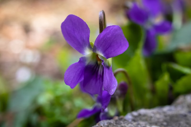 维奥拉odorata