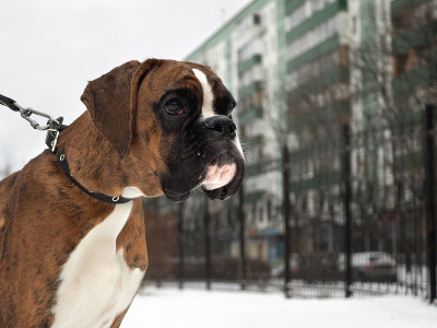 德国拳师犬种肖像