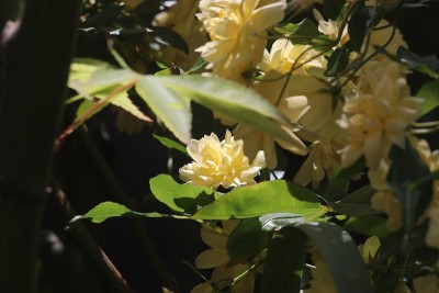 黄色花式而优雅的“木库巴拉Rosa banksiae (mokoubara)”枝头开满了盛开的花朵