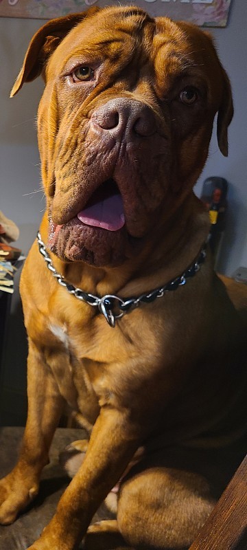 獒