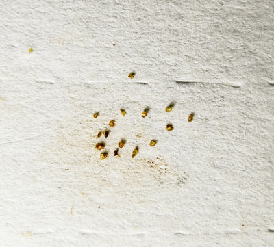 一张纸上有寄生虫。从皮肤上挤出的寄生虫。壁虱寄生虫。