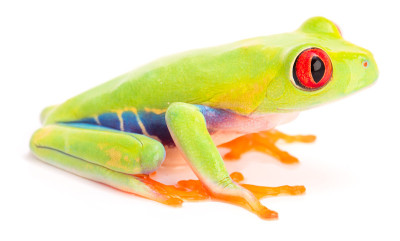 红眼树蛙幼仔calliaria