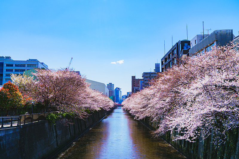 日本东京的春目黑河和樱花节