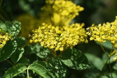 金色花边(斑斑叶patriinia scabiosifolia)花