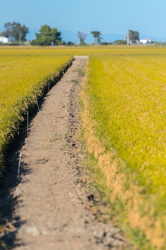 全景的稻田在埃布罗三角洲，在加泰罗尼亚，西班牙，与成熟的水稻在收获前的植物