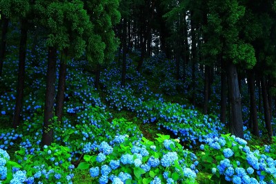 绣球花盛开在森林里