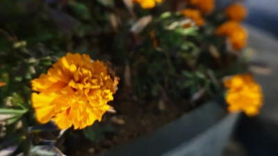 花近距离