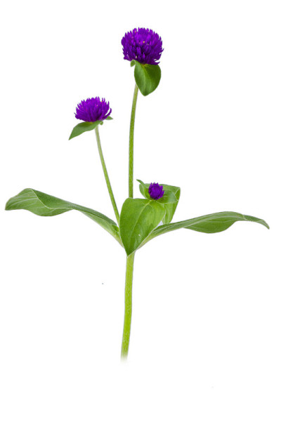全球苋菜一