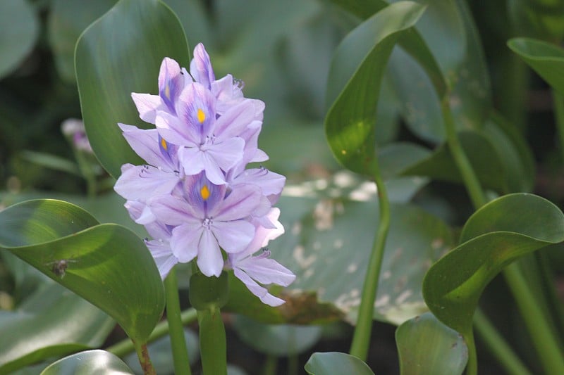 水葫芦花