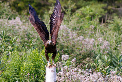 Series of photos showing a golden eagle taking off