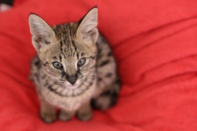 几只红色背景的小猫