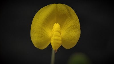 平托花生