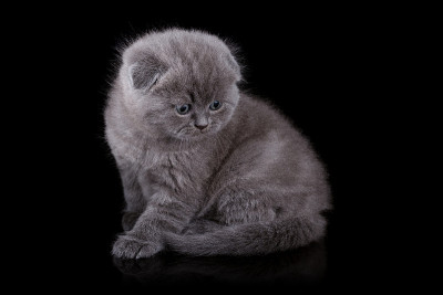 小猫