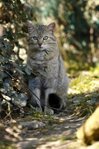 欧洲野猫