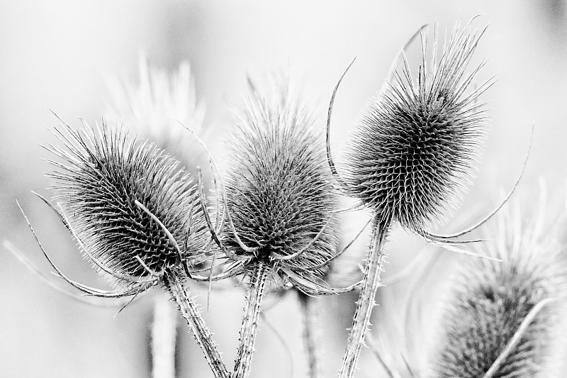 ...王尔德”...野teasel ...Dipsacus sylvestris ...